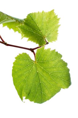 Beyaz arkaplanda üzüm yaprakları
