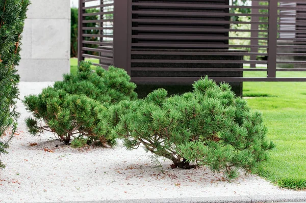 Krzewy Ogrodzie Bonsai — Zdjęcie stockowe