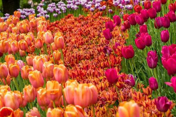 Красные желтые тюльпаны в саду