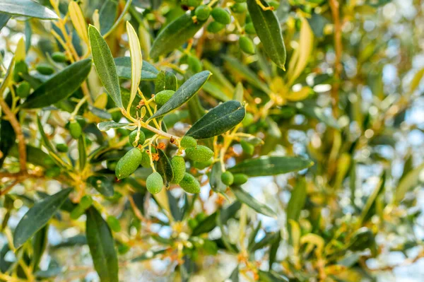 Olivové Ovoce Větvi Stromu Ovocem — Stock fotografie