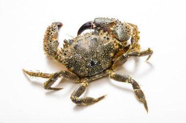 Beyaz arkaplanda yengeç