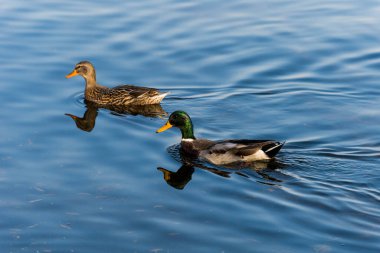 Sudaki iki vahşi ördek