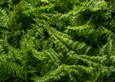 Genç yeşil yapraklar eğreltiotu, yukarıdan manzara