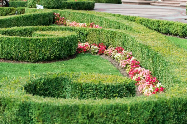 Flowers Shrubs Landscape Design — Stock Photo, Image