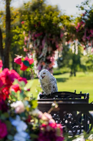 white birds at the wedding ceremony