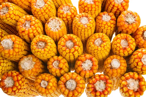 Corn Cob — Stock Photo, Image