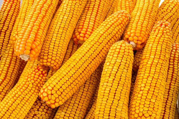 Corn Cob — Stock Photo, Image