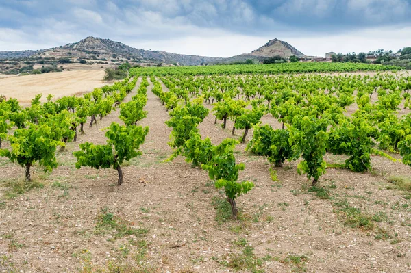 Dağlarda üzüm bağları