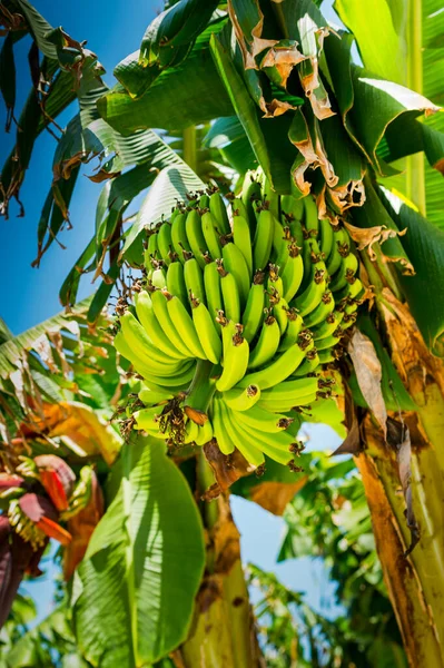 Palmiye ağacında muz