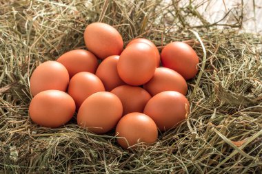 Yuvadaki bir çiftlikte bir sürü doğal kahverengi tavuk