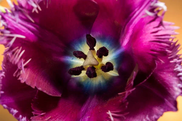 Фіолетові Тюльпани Крупним Планом Видимі Тичинки Шкідників Зеленому Фоні — стокове фото