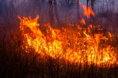 Alev ışıkları çimenleri yakar