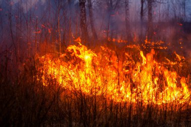 Yangın sırasında ormanda yangın çıkmış.