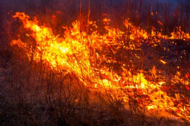 Yangın sırasında ormanda alevler