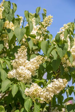 Beyaz çiçekler açan leylak