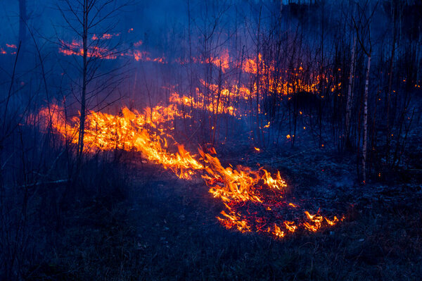 Night forest fire  in the forest flames during a fire