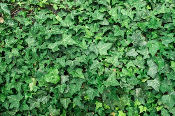 Green Wall Ivy Live — Stock Photo, Image