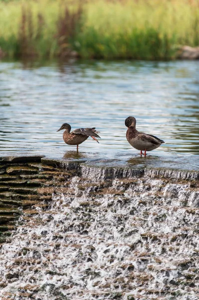 Two Ducks Pond Waterfall — Stock Photo, Image