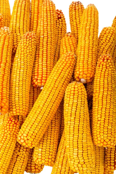 Сушена Кукурудза Посіву — стокове фото