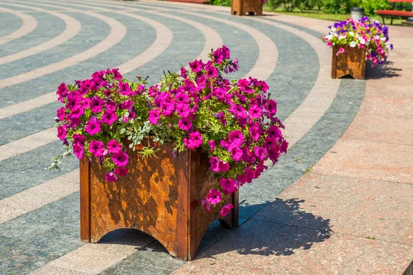 Flower Bed Flowers Wooden Tub — Stock Photo, Image