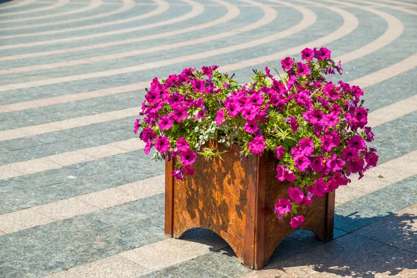 Flower Bed Flowers Wooden Tub — Stock Photo, Image
