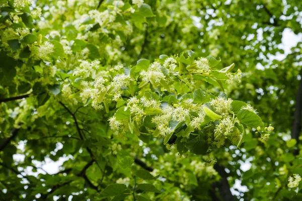 stock image Linden flowers on a tree