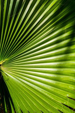 Palmiye yaprağı ışığa doğru