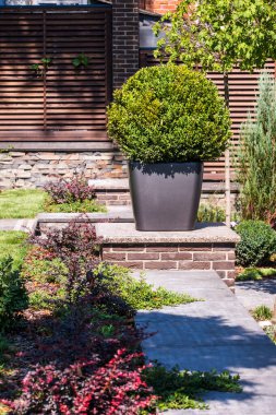 Çiçek yataklarının yanındaki bir küvette çalılar kaldırım taşının üzerinde peyzaj tasarımında