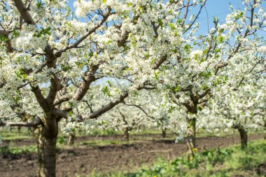 Bahçede çiçek açan elma ağaçları