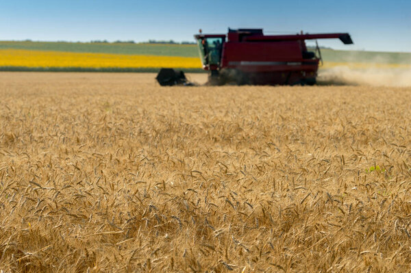 ripe ears of wheat during the harvest