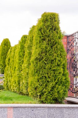 Yeşil çalılı taş çitler.