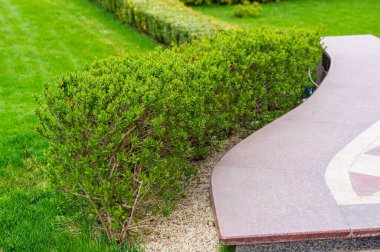 Manzara tasarımında budanmış bitkiler ve çalılar