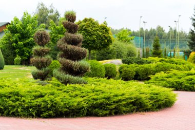 Geometrik çalılar bir çiçek tarhında peyzaj tasarımı