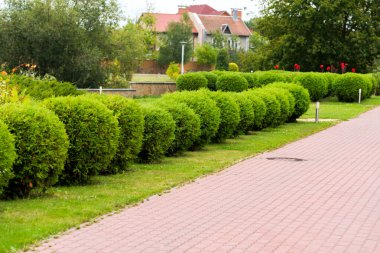 manzara tasarımında yuvarlak çalılar