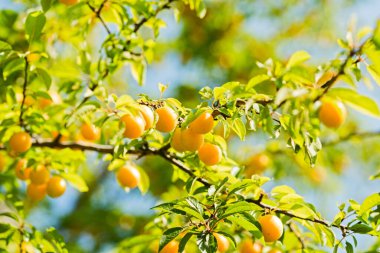 Olgun erik ağacı ağaçta