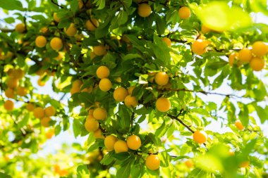 olgunlaşmış sarı erik meyveleri