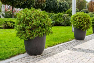 Çiçek saksısında sokak çalısı