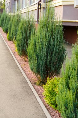 Binanın yakınındaki yeşil bitkiler