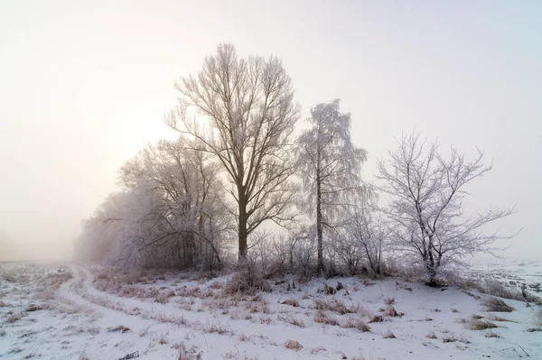 Brouillard Hivernal Dans Nature — Photo