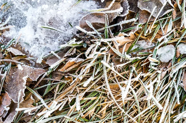 Gräs Och Löv Vintern Frost — Stockfoto