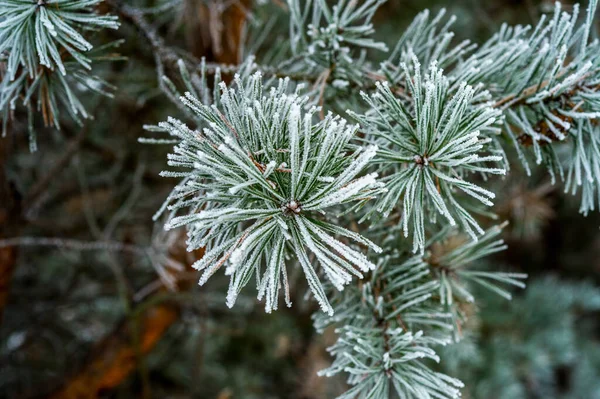 Gren Gran Frosten — Stockfoto