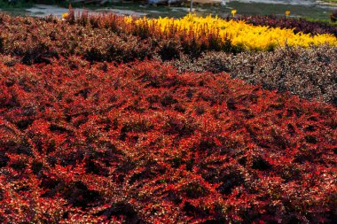 Küvetlerdeki böğürtlen bitkilerini dikmek için, bahçenin ortasında çok renkli yetişmiş çalılar