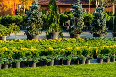 bahçe düzenlemesi için bir küvette yeşil ağaçlar ve çalılar, peyzaj tasarımcılarıyla çalışmak için