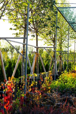 Bir bahçe bahçesinde bahçe işleri için çalılar ve bitkiler ve açık havada küvetlere ekildi.