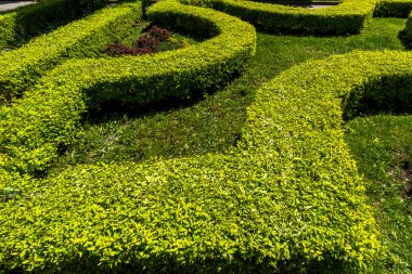 Bir arazide bir çalılığın geometrik tasarımı