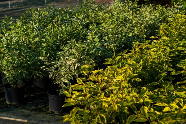 Macetas Con Plantas Verdes Centro Del Jardín Invernadero — Foto de Stock