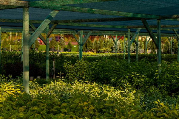 Marco Para Plantas Con Una Rejilla Para Creación Flores Centro —  Fotos de Stock