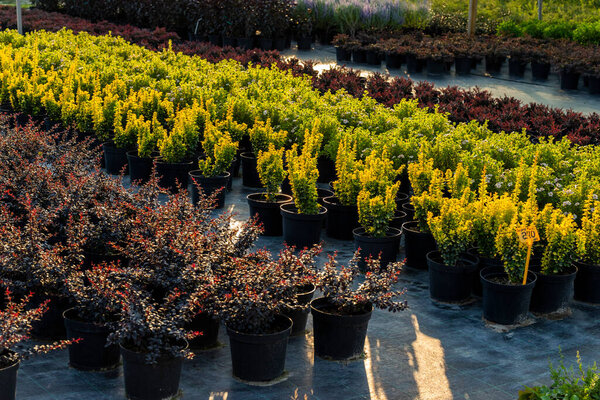 Кустарниковые растения в ваннах для посадки, разноцветные выращенные кусты в центре сада
