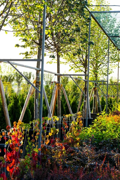 Arbustos Plantas Centro Jardinería Paisajística Plantados Tinas Aire Libre —  Fotos de Stock