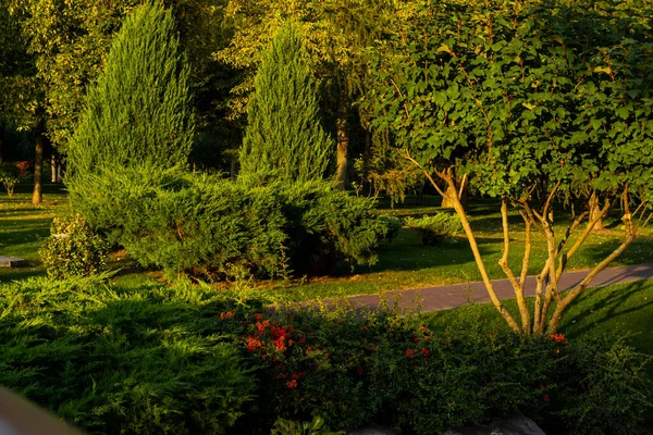 园林公园里的灌木和灌木 开着花和树 黄昏的阳光照在树上 — 图库照片